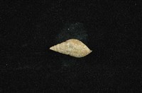 流紋蜷藏品圖，第1張